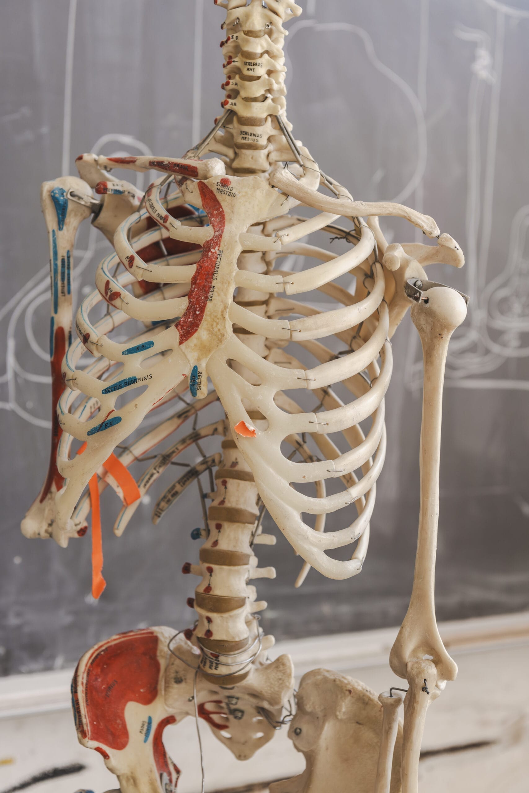 A detailed anatomical model of a human skeletons upper body, showcasing bones and muscle insertions with red and blue markings. Positioned in front of a chalkboard adorned with light sketches, this piece serves as an intriguing blend of Integrative Sciences and Biological Arts.
