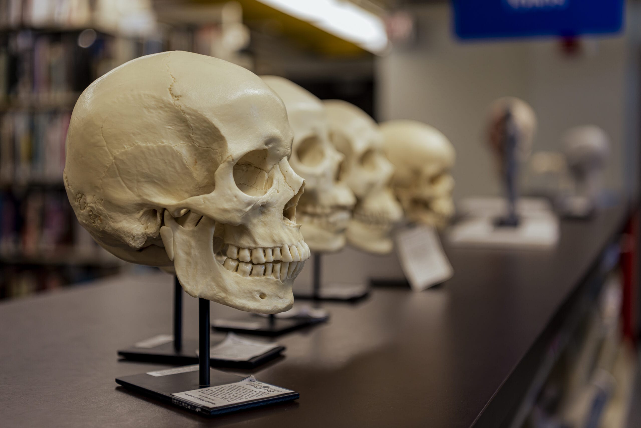 A row of human skull models, artfully displayed on stands, lines the table in the library. These specimens, a blend of Biological Arts and Integrative Sciences, are sharply in focus against a blurred backdrop of bookshelves and other anatomical curiosities.