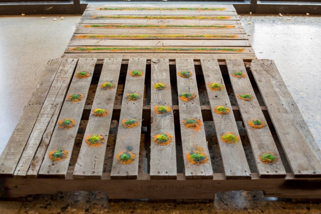 Wooden pallets with colorful, circular sand patterns in orange, green, and yellow are displayed on them. They rest on a polished concrete floor indoors. The patterns are arranged in rows, adding a vibrant I Ko hondun touch to the rustic pallets.