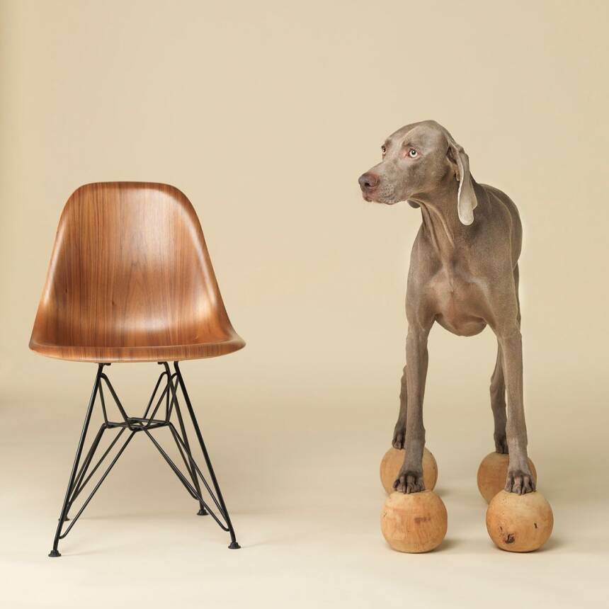A gray dog stands on four wooden spheres next to a wooden chair with black metal legs.