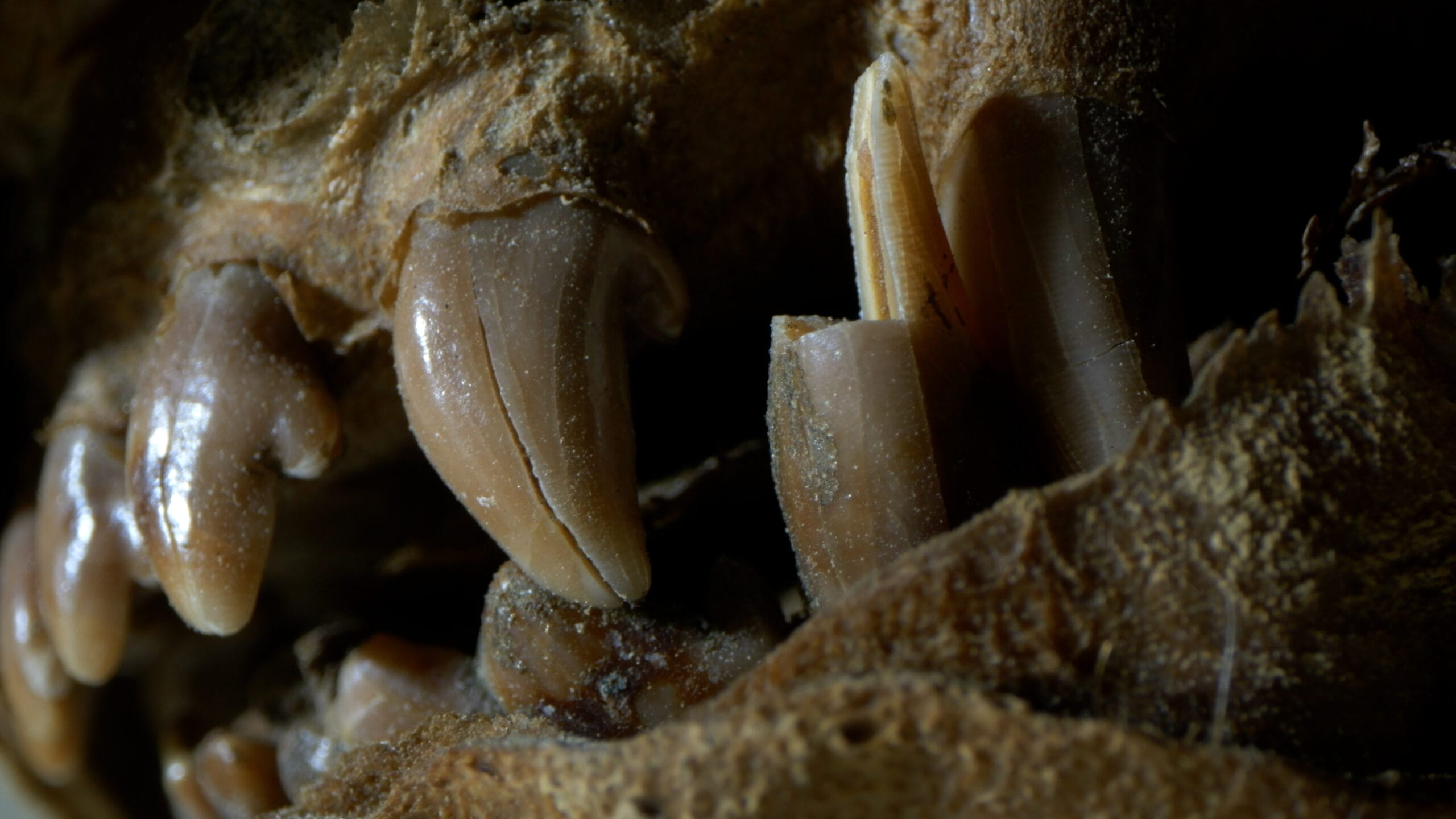 A close up of decayed wolf teeth