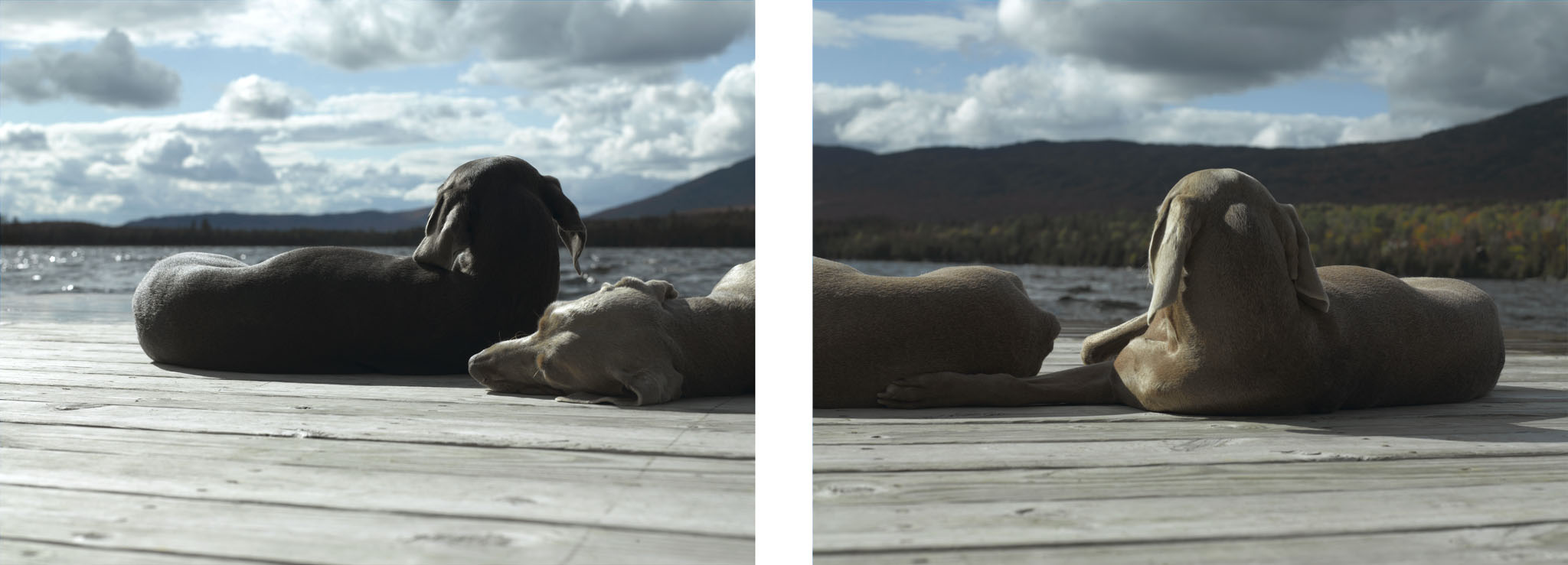 Two dogs lie on a wooden dock by the lake, under a cloudy sky, like a scene painted by an artist. One dark-colored and the other light, they relax against a backdrop of distant mountains and trees, embodying natures artwork.