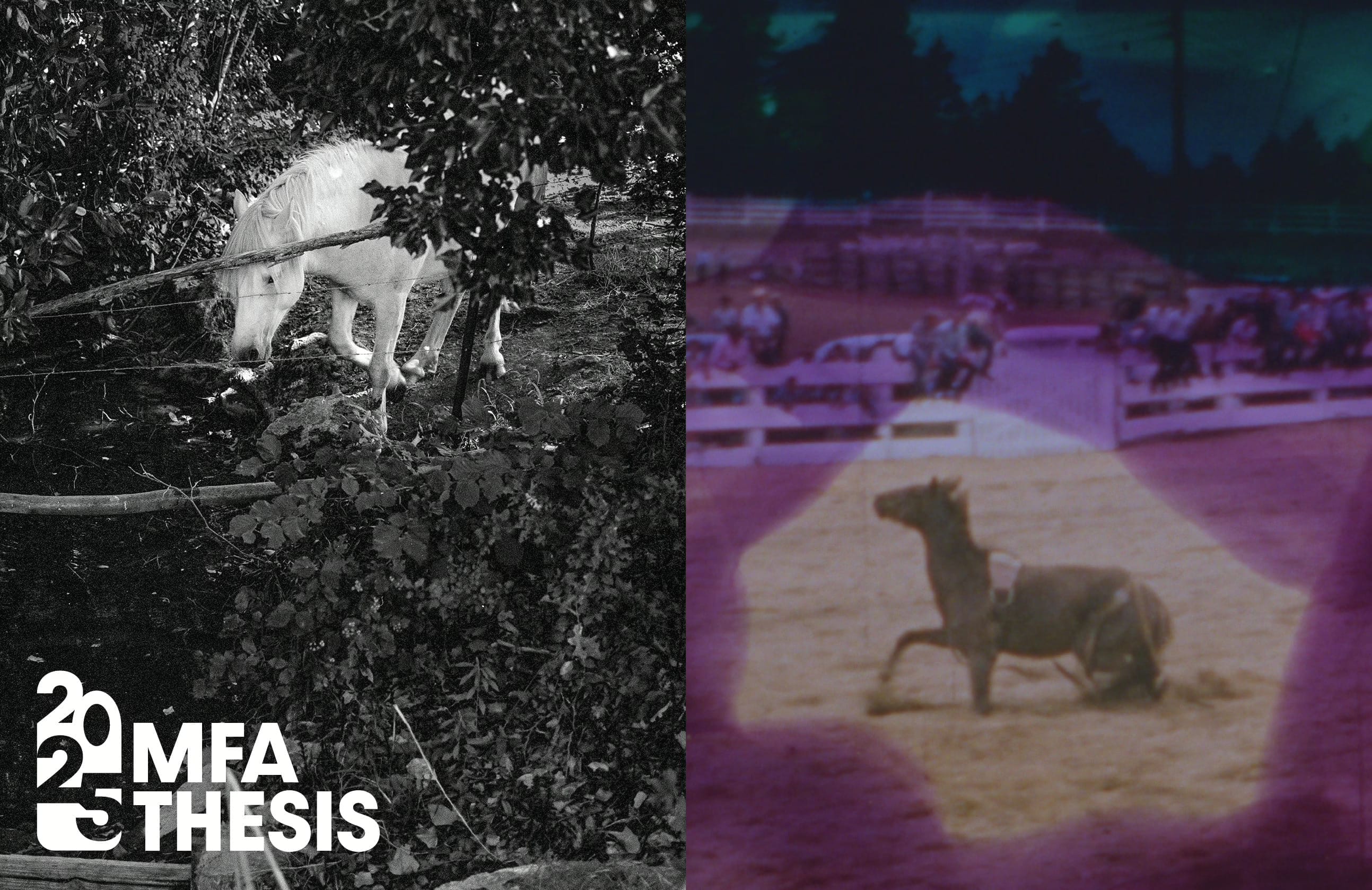 Split image: Left shows a white goat grazing among bushes in black and white. Right shows a horse lying on its side in a blurry, purplish rodeo scene. Text at bottom left reads 2023 MFA THESIS—a unique highlight for Boston events.