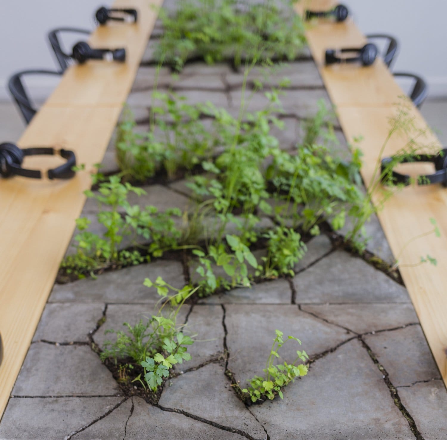 A long wooden table with black chairs features a cracked concrete center, where green plants grow through the gaps, creating a blend of nature and modern design inspired by contemporary public art.